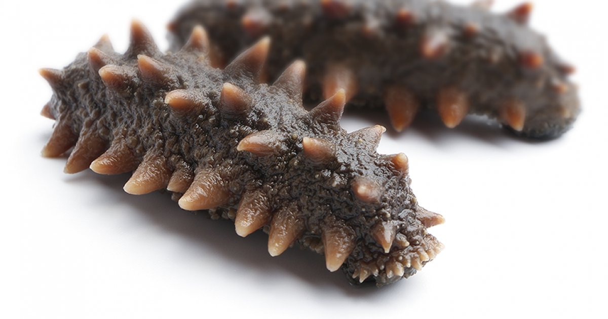 Market Research on Sea Cucumber Demand in Hong Kong and China Case